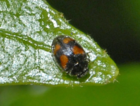 davvero minuscolo: Nephus quadrimaculatus (Coccinellidae)?